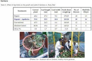 Agnihotra Statestics