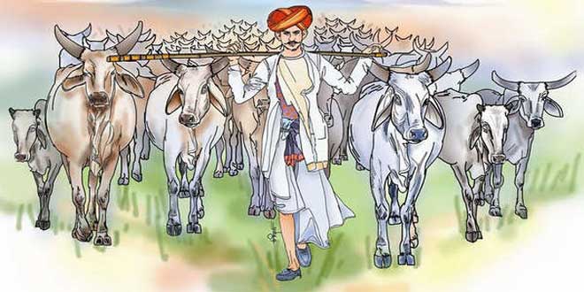 Milk and Draugh breed of Indian cows.