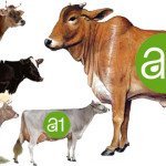 A1 vs A2 milking Desi Indian Cow Vs Jercy HF