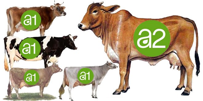 A1 vs A2 milking Desi Indian Cow Vs Jercy HF