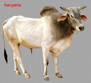 Haryana Bull